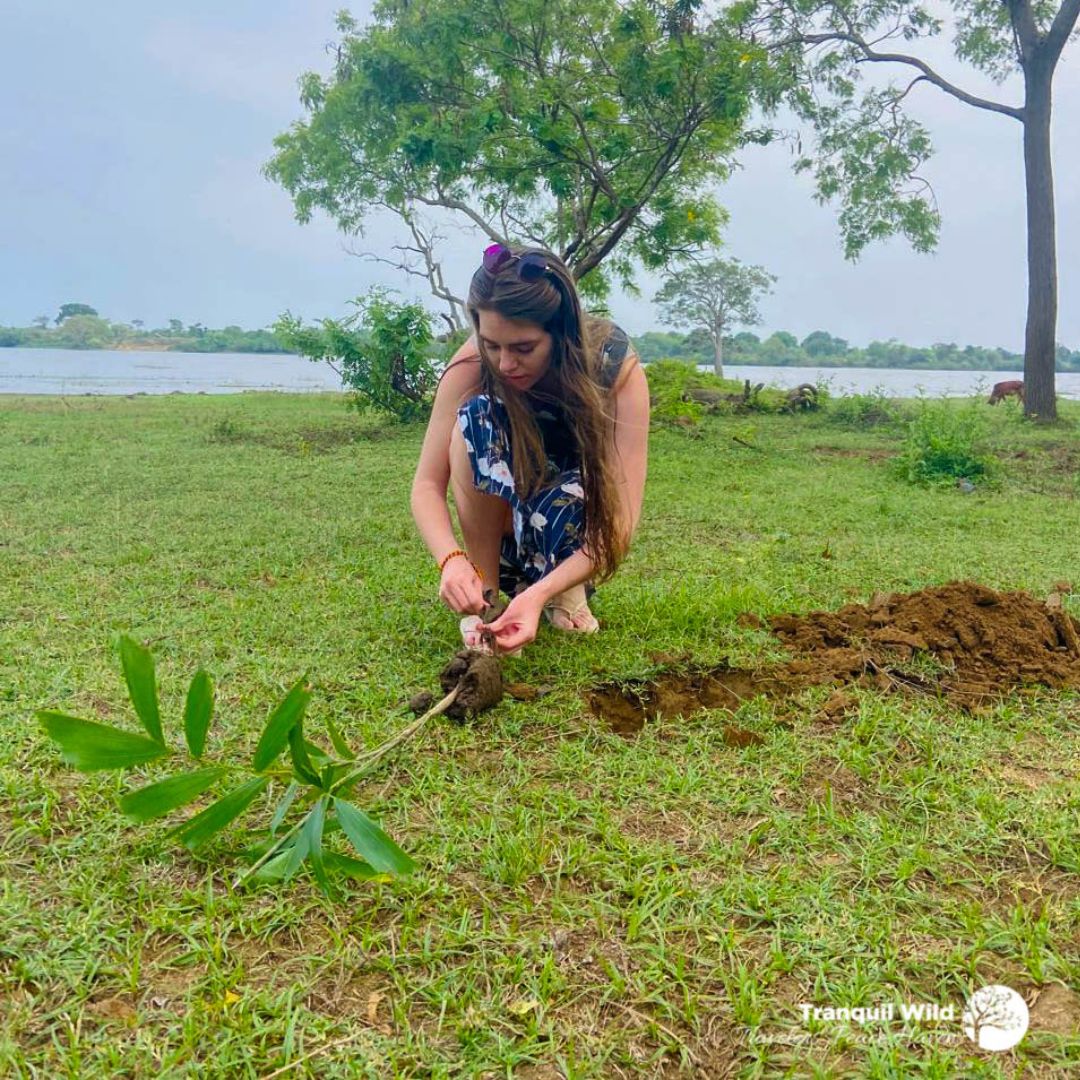Reforestation 3