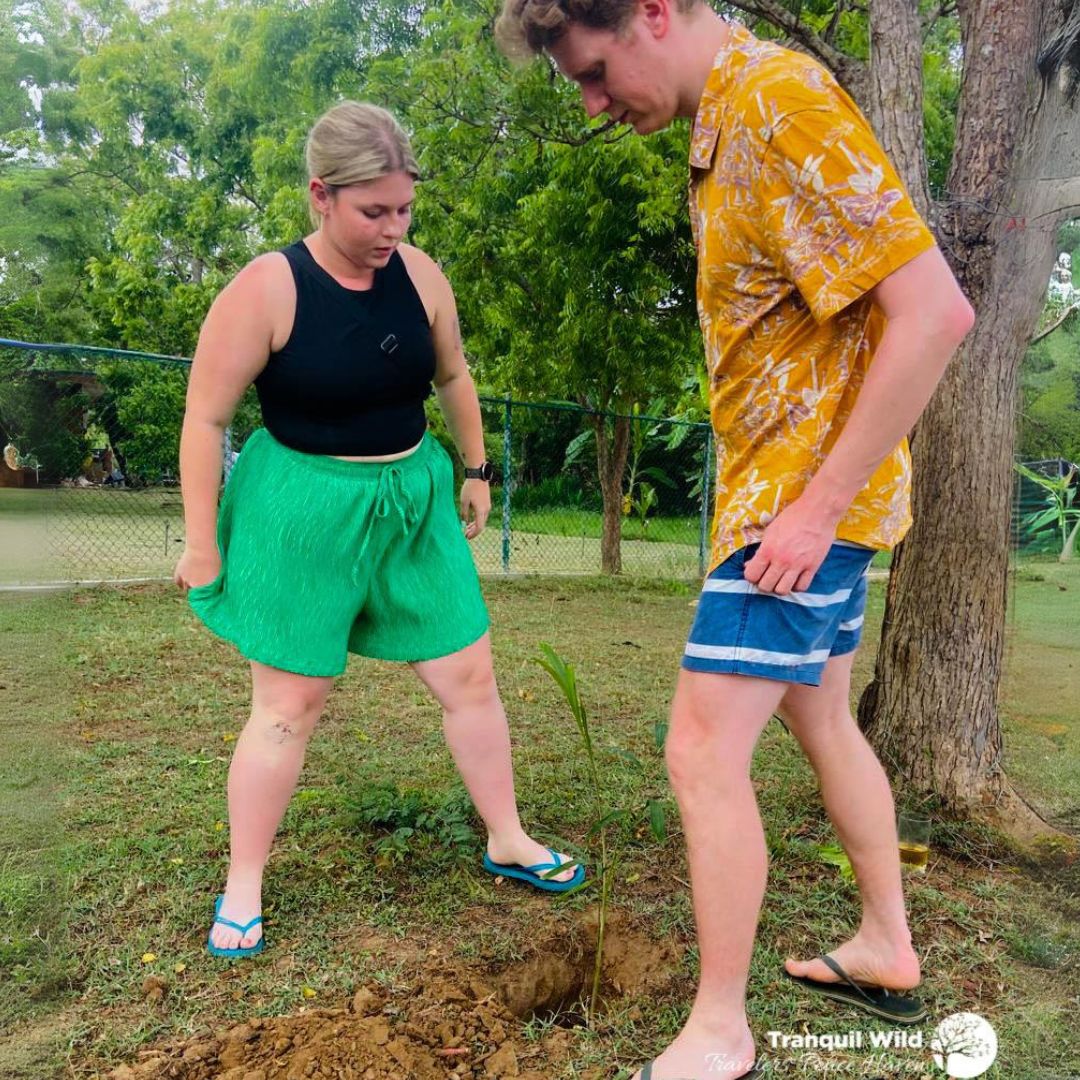 Reforestation 4