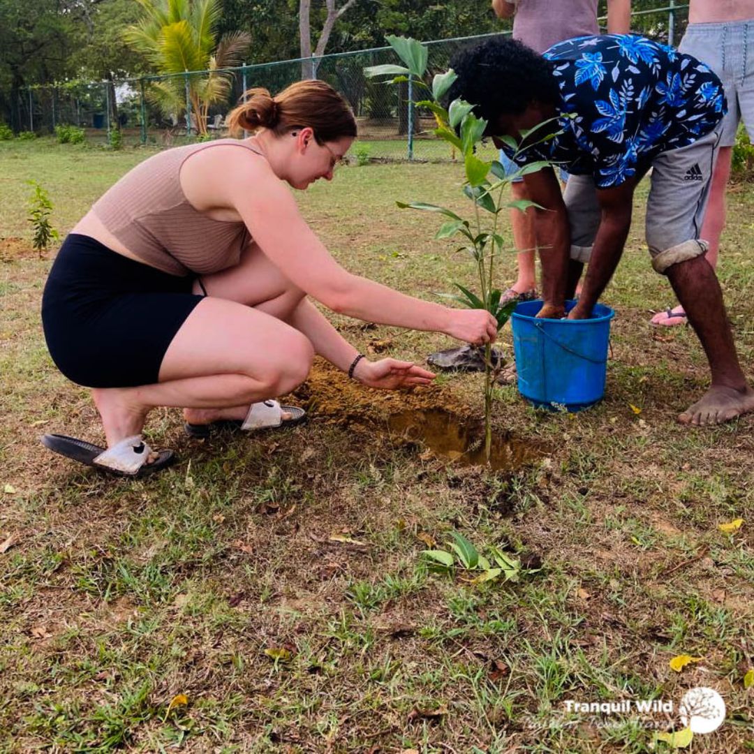 Reforestation 5